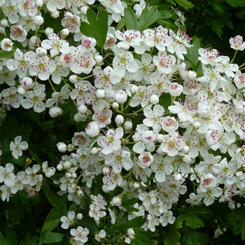 Feuilles d'aubépine