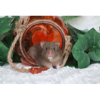 Cachette motif citrouille pour hamster