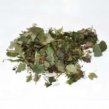 Surlitière “ Au Retour de la Forêt ”