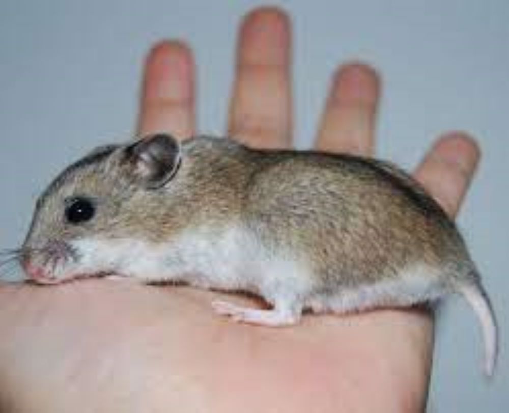 Hamster de Chine