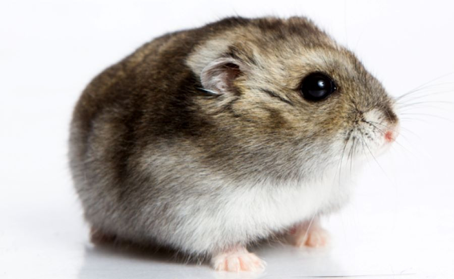 Le hamster de Campbell